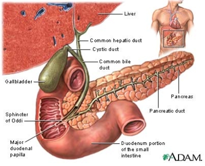 <ul><li><p>Common hepatic duct</p></li><li><p>Cystic duct</p></li><li><p>Common bile duct</p></li></ul><p></p>