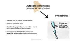 <p>-Originates from the Superior Cervical Ganglion</p><p>-Part of the Sympathetic Chain</p><p>-Fibers from the ganglion travels along with the external carotid artery to reach the PAROTID gland</p><p>-Increase activity of the SYMPATHETIC NS INHIBITS THE SALIVARY PRODUCTION via vasoconstriction.</p>