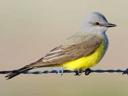 <p>Passeriformes</p><p>Gray head and breast, yellow belly, gray strip over eye, black beak </p>