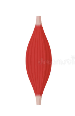 <p>What kind of muscle shape is this? Describe it.</p>