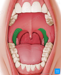 <p>Anterior arch of the soft palate</p>