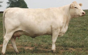 <p>welk type koe is dit</p>