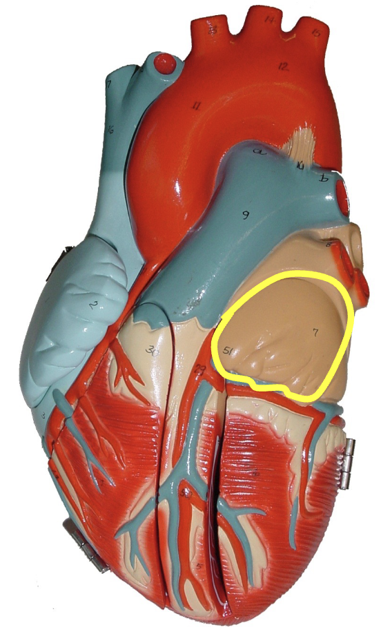 <p>what part of the heart muscle is shown?</p>