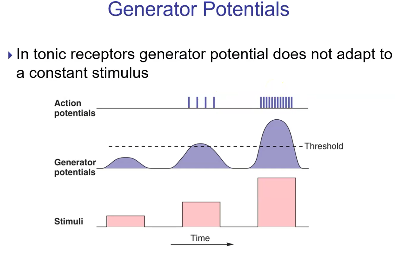 <p>Stronger stimulus → larger generator potential (amplitude is proportional to stimulus strength) → further above threshold → higher-frequency APs → brain reads it as a stronger stimulus</p>