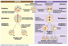 <p>S phase:</p><p>1. DNA replication</p><p>2. sister chromatids are created and attached at centromere</p><p>prophase I:</p><p>1. homologous chromosomes pair up to from tetrads, connected by synaptonemal complex</p><p>2. recombination/crossing-over occurs between homologous pairs</p><p>3. chromosomes condense, nuclear envelope breaks down, spindles form</p><p>4. longest phase!</p><p>metaphase I:</p><p>1. tetrads align along metaphase plate</p><p>anaphase I:</p><p>1. homologous pairs separate, sister chromatids remain together</p><p>2. begin cytokinesis</p><p>telophase I:</p><p>1. chromosomes decondense, nuclear envelope forms, spindles breakdown</p><p>2. cytokinesis ends</p><p>3. now considered haploid, since each cell has single set</p><p>meiosis II:</p><p>1. identical to mitosis, but with haploid cells</p><p>2. oocyte/spermatocyte is formed, haploid</p><p>can form 2^n different gametes, n = haploid number or how many chromosomes</p><p>gametes combine to form zygote, diploid</p>