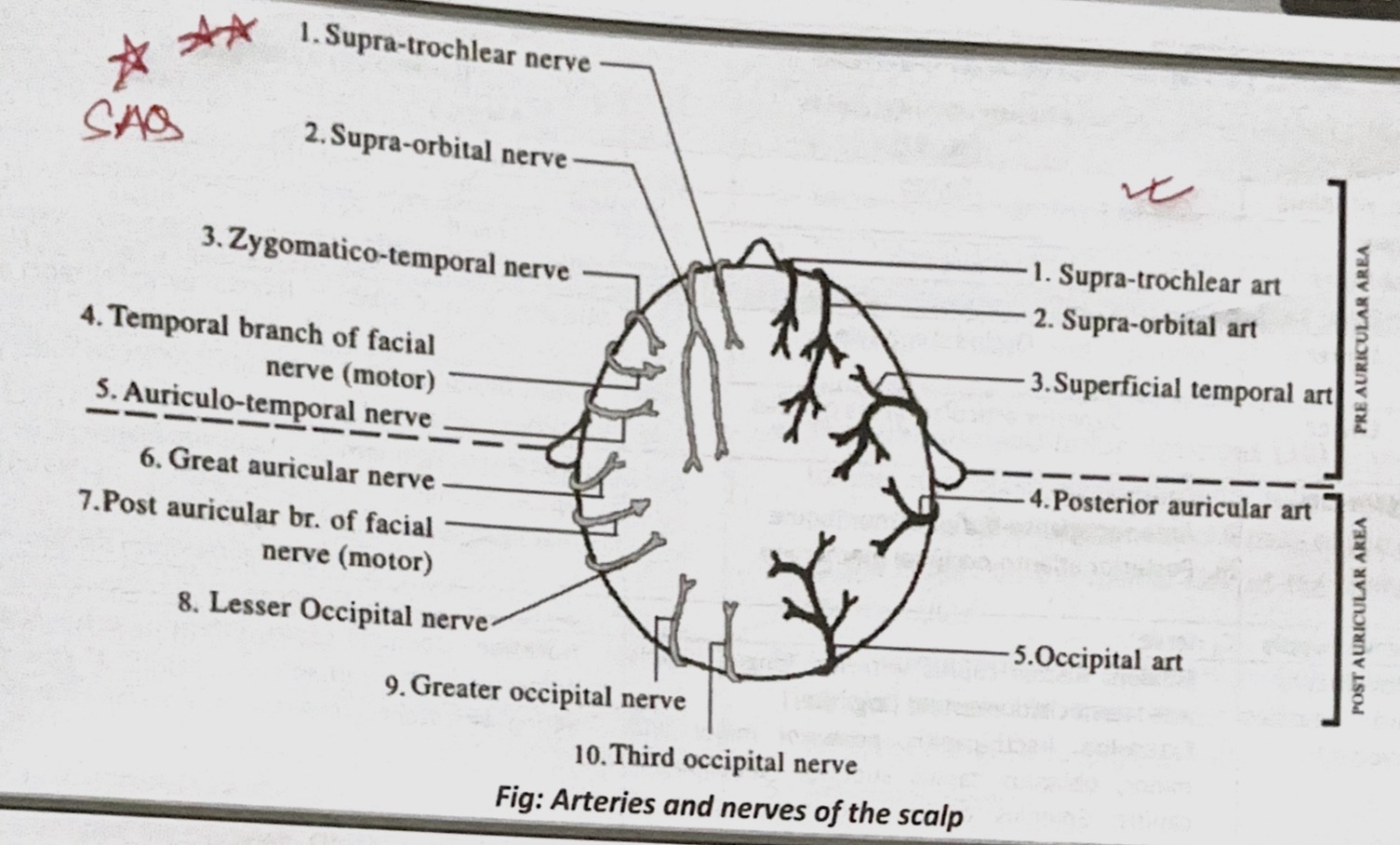 knowt flashcard image