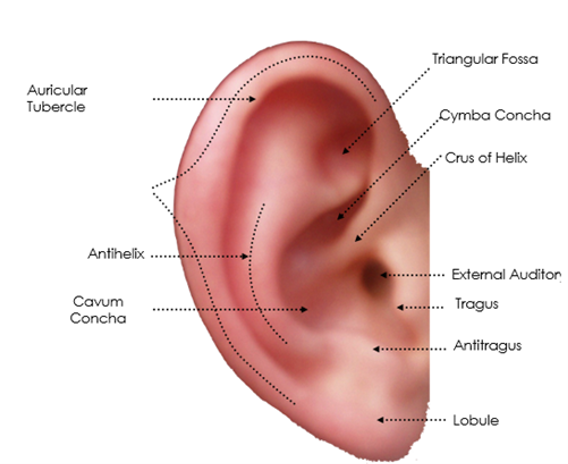 <p>label missing part</p>