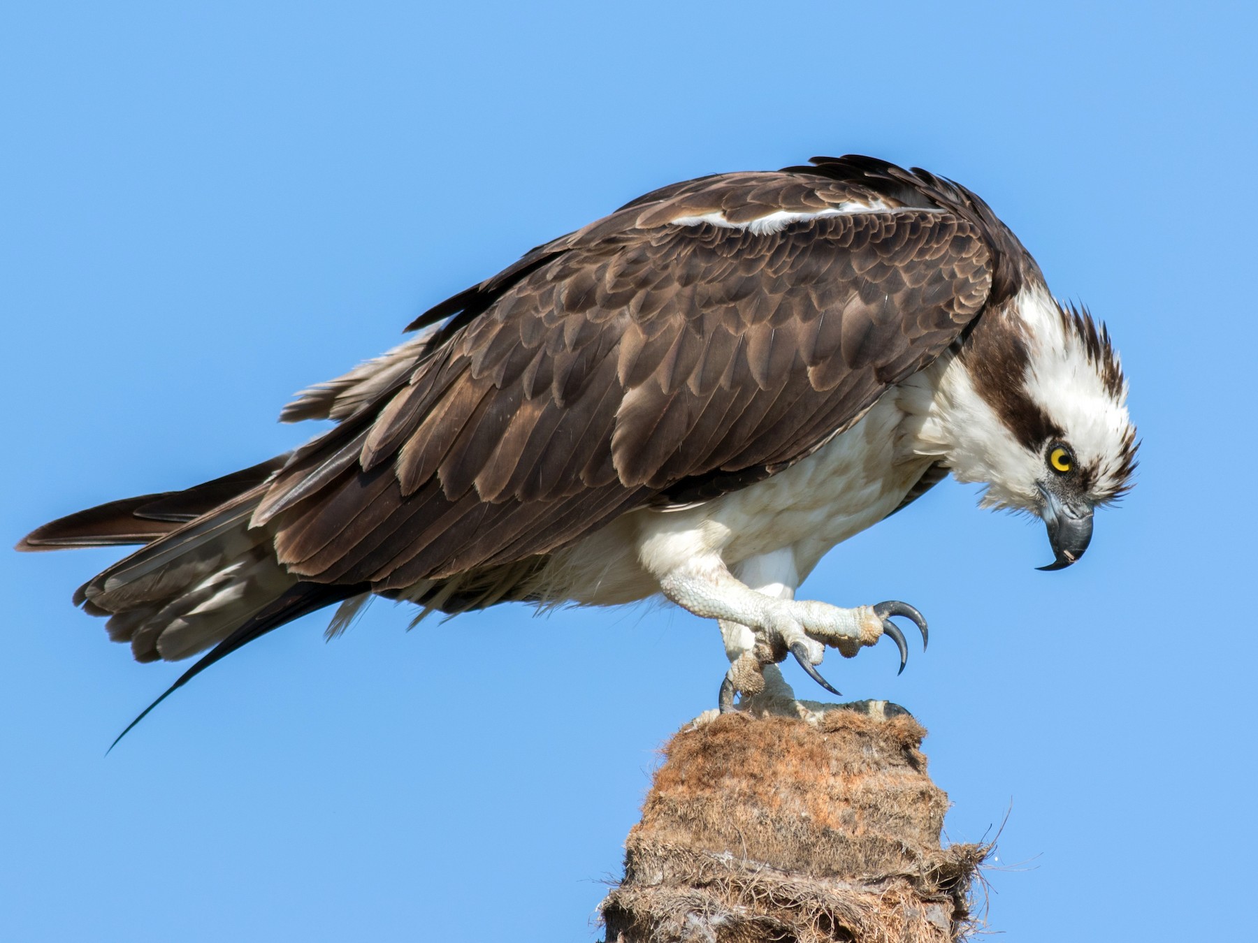 <p>Order Accipitriformes Family Pandionidae</p>