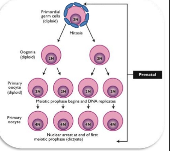 <ul><li><p>Meiosis resumes only in preovulatory follicle(s)</p><ul><li><p>LH &amp; FSH remove inhibitors</p></li><li><p>Activation occurs at estrus</p></li></ul></li><li><p>Only a select few are stimulated to develop</p></li><li><p>Repeats every cycle</p></li></ul><p></p>