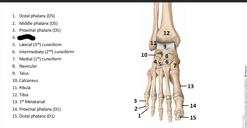 <p>What bone landmark of <strong>Foot?</strong></p>