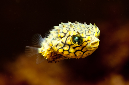 <p>Big dots on top, small dots on darker bottom, fixed spines, V-shaped jaws</p>