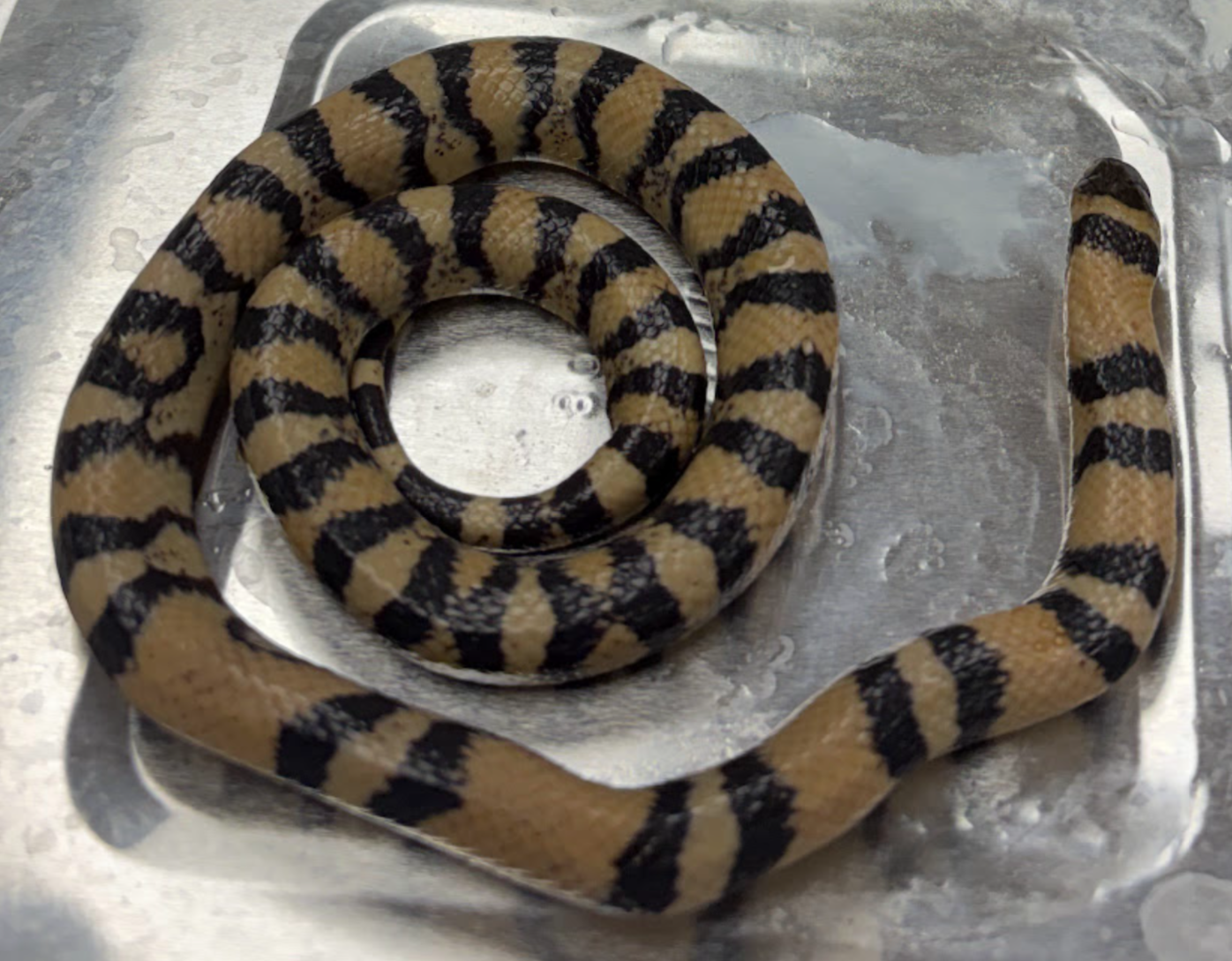 <p><span style="background-color: transparent;">Lampropeltis triangulum</span></p>
