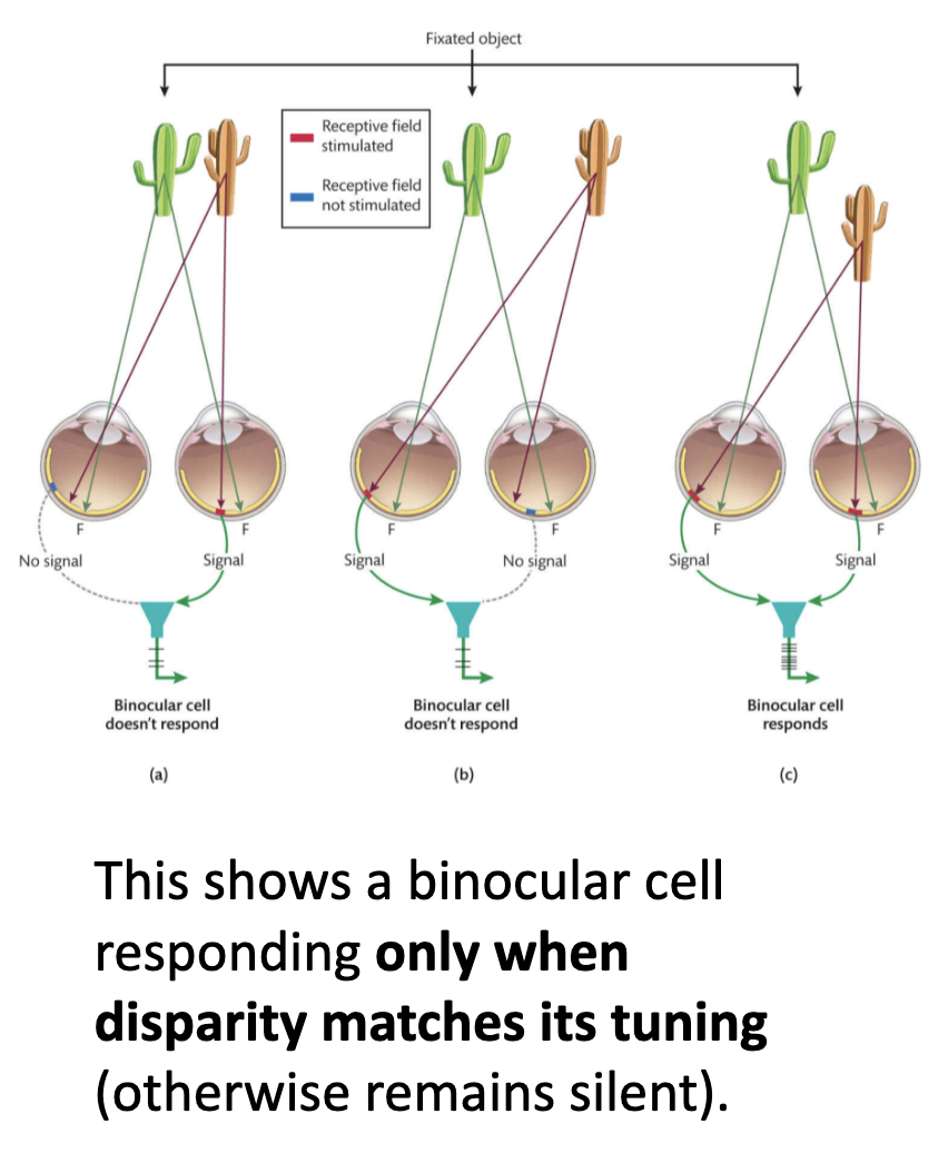 <p><u>Binocular Disparity Neurons</u></p><p>How is stereopsis implemented in Brain?</p><p>• Researchers discovered (1970s) that certain neurons respond specifically to binocular disparity. These neurons were found in: ?</p><p>—> detect differences in object position between __ eyes (1977).</p><p>—> Individually tuned for both amount &amp; type of __ (crossed vs. uncrossed).</p><p><span data-name="arrow_right_hook" data-type="emoji">↪</span> Only fire when retinal images have the __!</p>