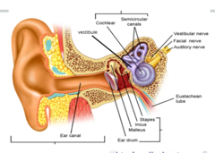 <p>Ear drum, stapes, incus, malleus.</p>