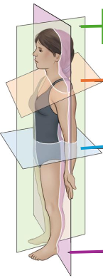 <p>splits anterior and posterior (front and back)</p><p>midcoronal plane = divides A/P evenly/equally </p><p>purple plane</p>