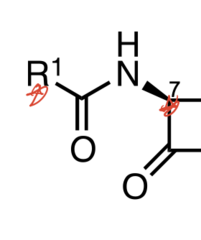 <p>determines spectrum of activity and β-lactamase resistance</p>