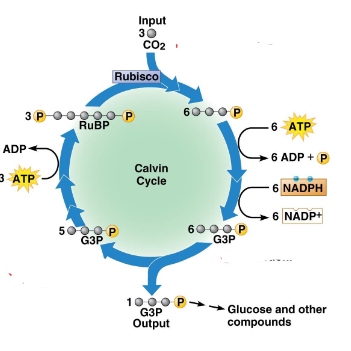 <p>Five GSP molecules are rearranged to make RuBP using energy from ATP</p>