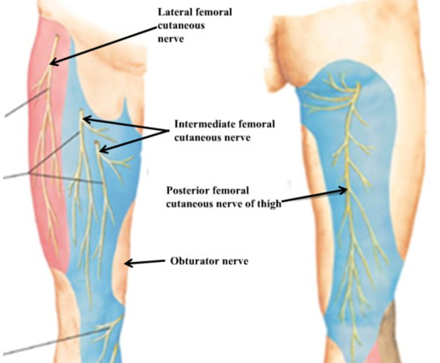 <p>what is the course of the lateral cutaneous nerve of the thigh (L2 – L3) of the lumbar plexus?</p>