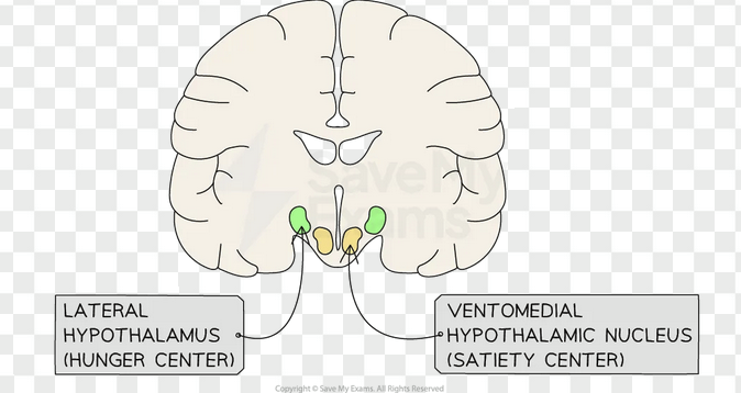 <p>The "satiety center." Destruction leads to <strong>hyperphagia</strong> (overeating and obesity).</p>