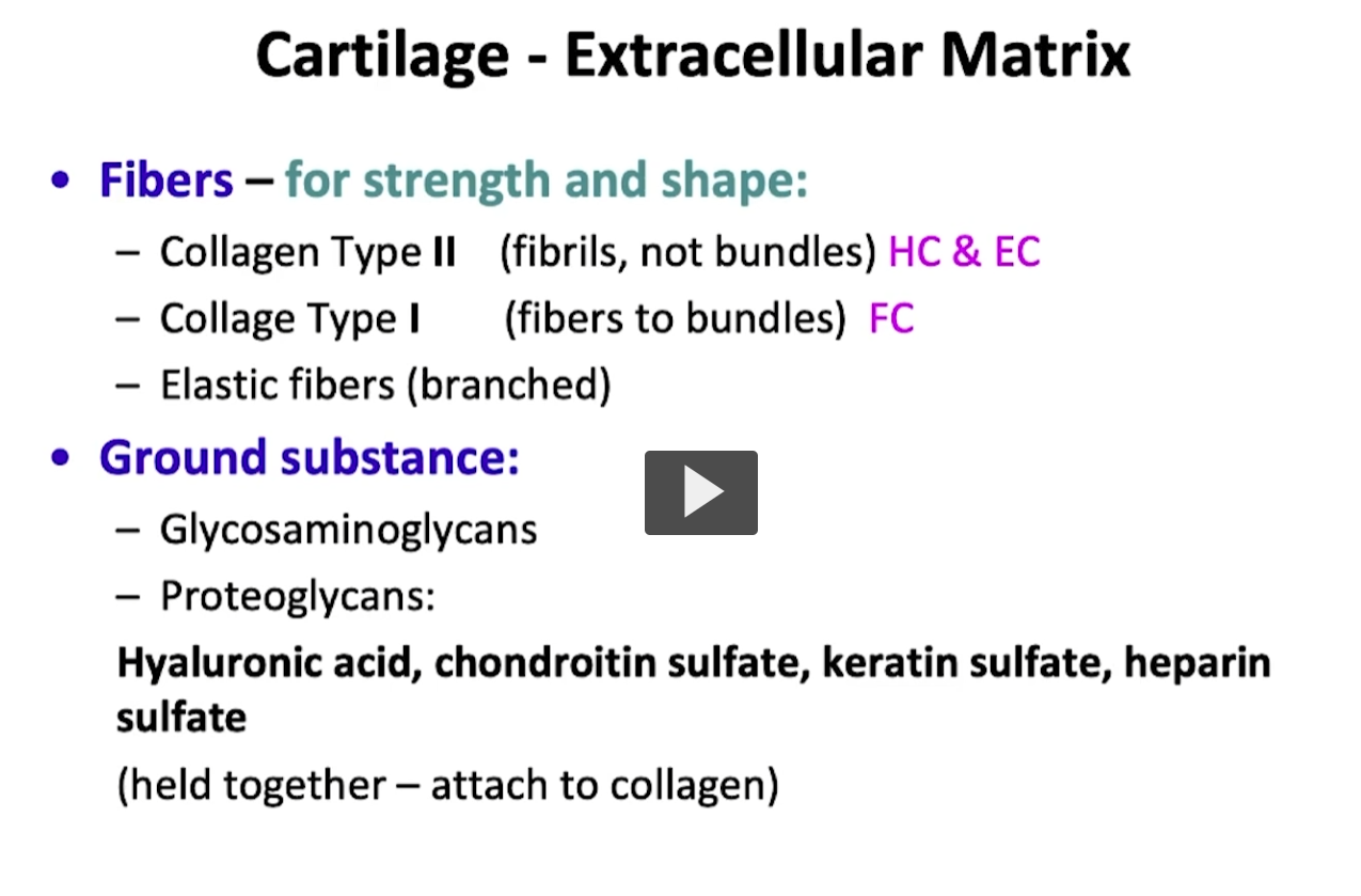 <p>When we refer to the cartilage extracellular matrix, remember that the matrix is an element made up of collagen fibers. </p><p>I mentioned earlier that if it is collagen type II fibers, it is typically found in elastic fibers and hyaline cartilage. </p><p>If it is collagen type I, you will find it in fibrocartilage. In the same manner, another type of fiber that is present in the matrix of cartilage tissue are elastic fibers. These fibers are important to maintain the strength, the flexibility and consistency of this tissue. </p><p>These fibers are going to be surrounded by grounded substance which is normally composed of glycosaminoglycans and proteoglycans that are important substances for the adhesion of components of the matrix. </p><p>They provide strength and rigidity to the matrix. Basically, within the group of proteoglycans, when speaking of cartilage, we can metnioned a few hyaluronic acid, chondroitin sulfate, keratin sulfate, and heparin sulfate. </p><p>It is interesting because these types of proteoglycans are important to maintain a good union of the collagen within the matrix other components of the same matrix in order provide resistance to that cartilage. </p>
