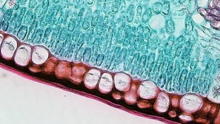 <p>What tissue is this?</p>