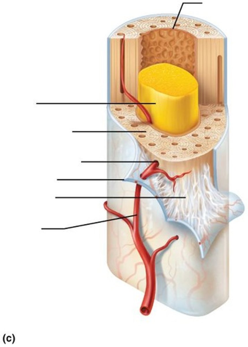 <p>Compact bone is a dense outer layer that appears smooth, while spongy bone consists of a honeycomb of small, needle-like or flat pieces called trabeculae.</p>