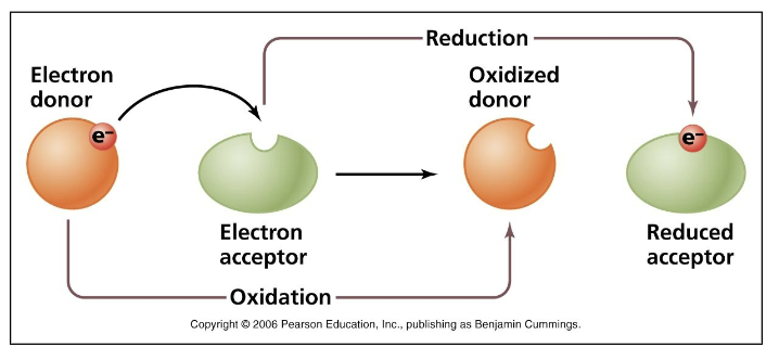<p>When donor is oxidized, acceptor is ______.</p>