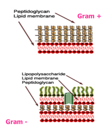 <p>Bacteria are divided into two groups based upon the composition of their cell walls.</p><p>Gram positive : two layers (lipid, peptidoglycan – sugar/amino acids network)</p><p>Gram negative : three layers, lipid, peptidoglycan, and lipopolysaccharide.</p>