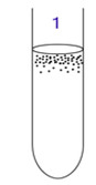 <p>grows only in O2 presence</p><p>Deep results: top-only growth</p>