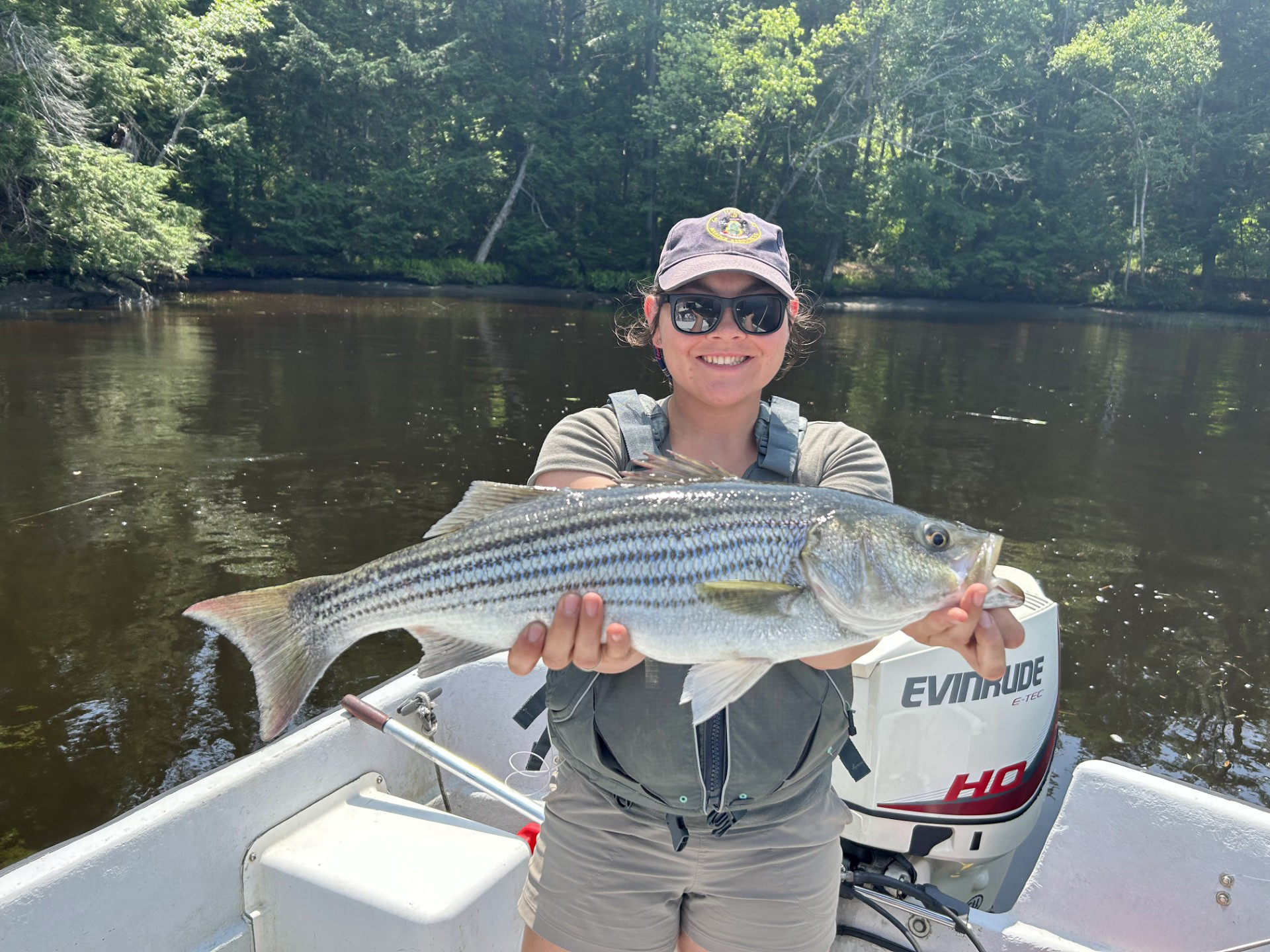 <p>Olive or blue back. Silvery sides with 7 to 8 stripes that extend onto tail. Slender body, up to 55 pounds. Two dorsal fins. </p>