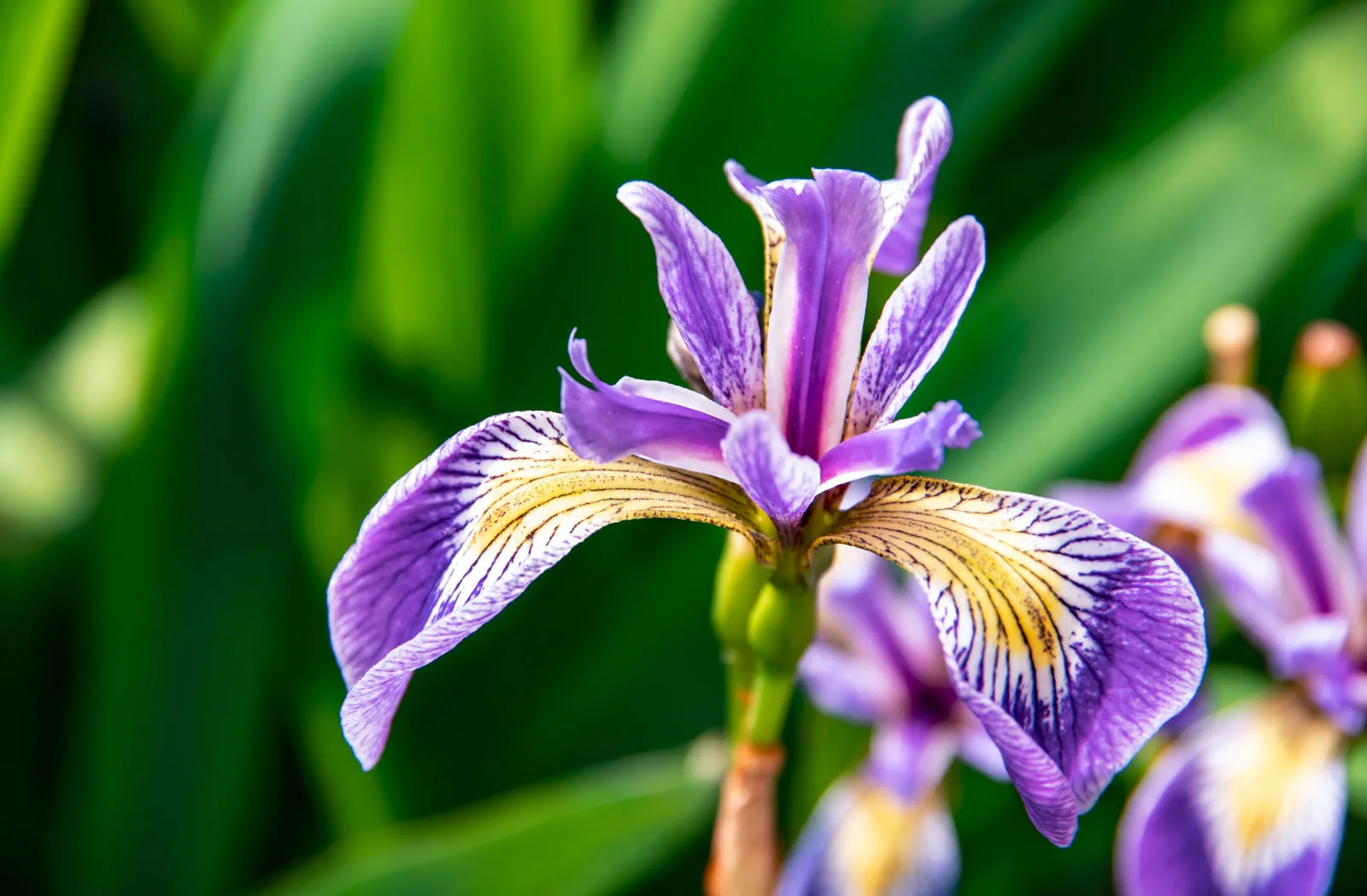 <p>Iris</p>