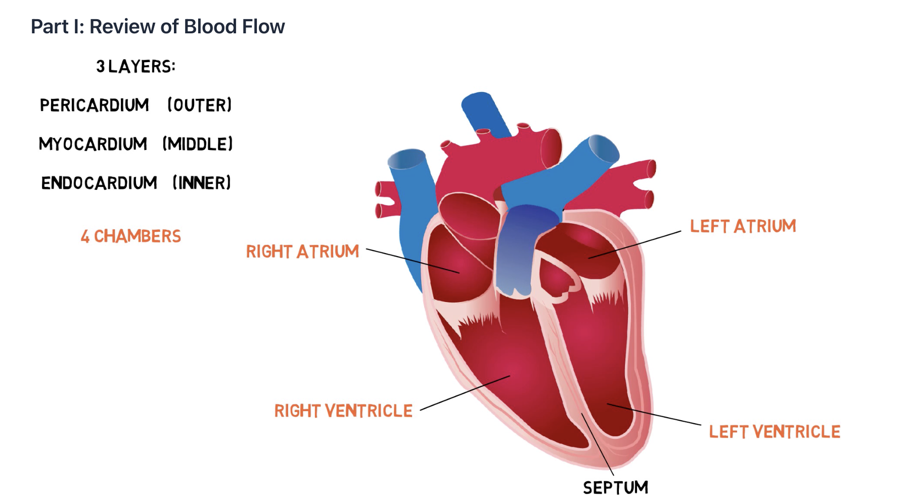 <p>right atrium, right ventricle, left atrium, left ventricle</p>