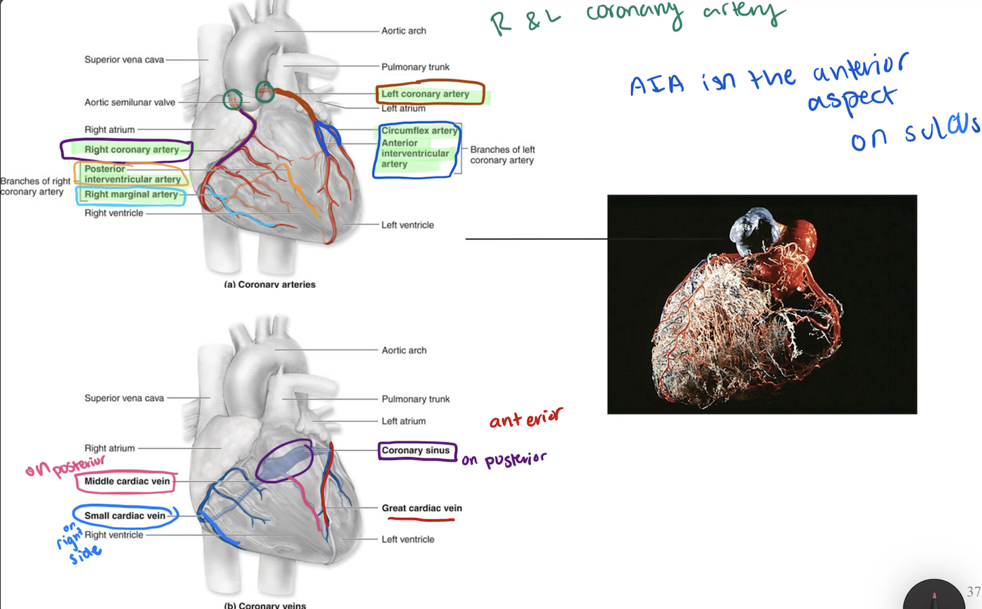 <p>Coronary Circulation</p>