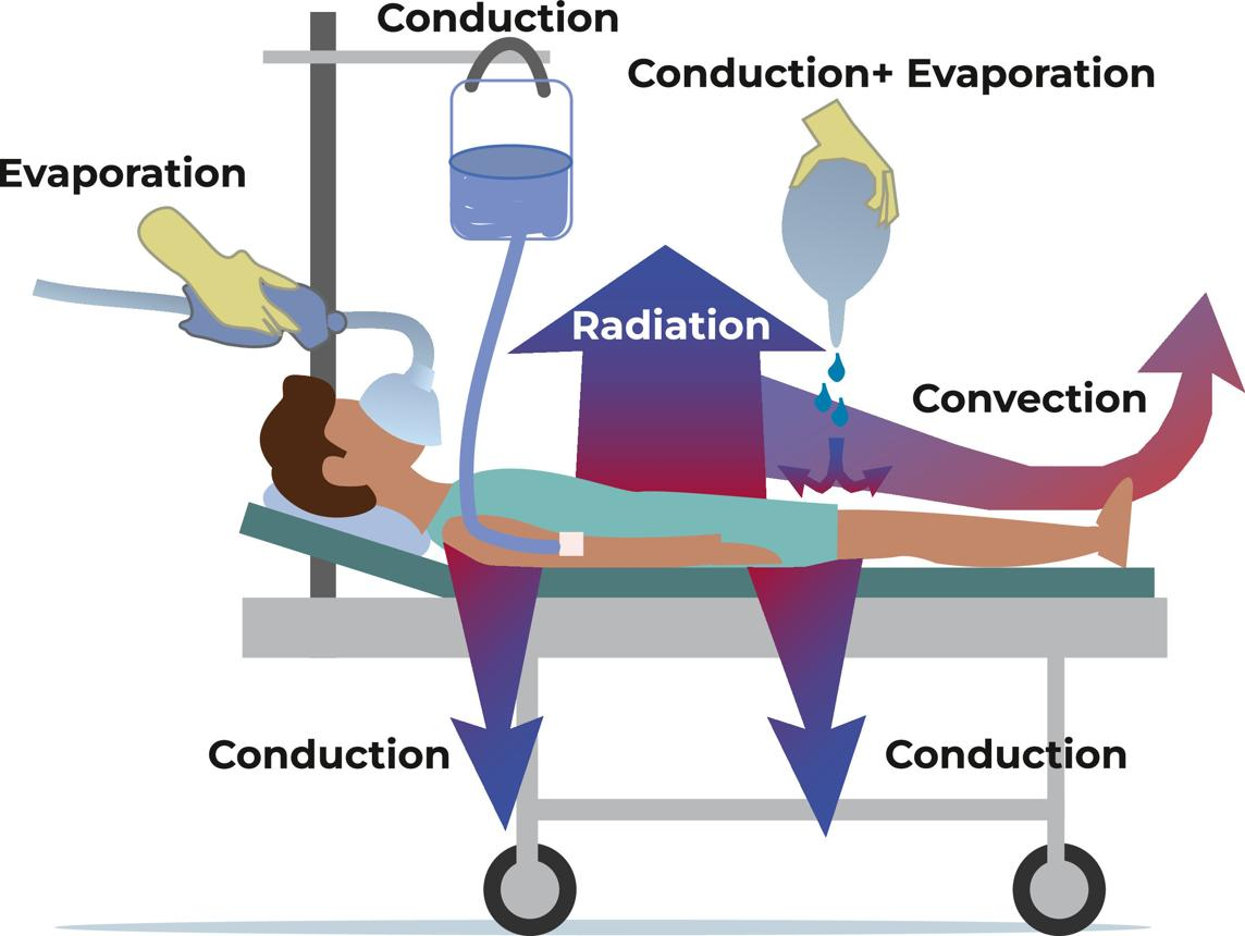 <ul><li><p>Radiation (40% of heat loss during anaesthesia is via radiation)</p></li><li><p>Convection (30%)</p></li><li><p>Evaporation (20%)</p></li><li><p>Conduction (<5%)</p></li><li><p>10% is lost via respiration (heating of air plus latent heat of vaporization to humidify)</p></li></ul><p>Radiators Catch Every Cold Lung</p>