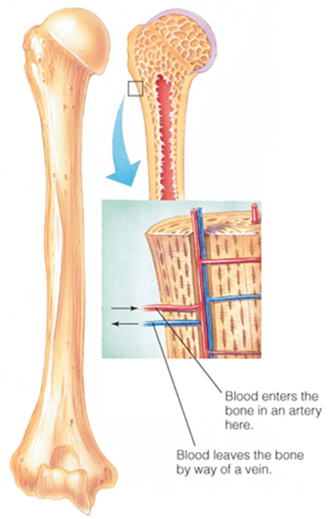 <p><span>in capillaries throughout the bone, bringing nutrients to the cells that maintain the bone’s structure and carrying away waste materials from those cells</span></p>
