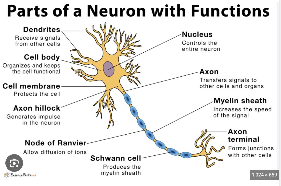 knowt flashcard image