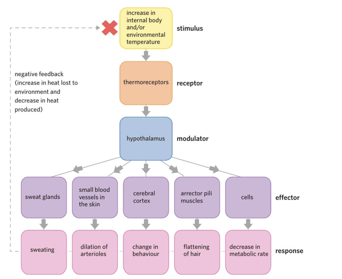 <p><span style="background-color: transparent;"><strong>increasing the amount of heat lost to the environment and decreasing the amount of heat produced by the body</strong></span></p><p></p><p><span style="background-color: transparent;">• Sweat glands produce sweat which evaporates from the skin, taking heat energy with it</span></p><p><span style="background-color: transparent;">&nbsp;• Small blood vessels in the skin vasodilate, increasing surface blood flow. Blood is warm, so by increasing the amount of blood at the surface of the body the heat lost to the environment via convection and conduction is increased&nbsp;</span></p><p><br></p><p><span style="background-color: transparent;">• The cerebral cortex causes changes in behaviour, such as seeking shade&nbsp;</span></p><p><br></p><p><span style="background-color: transparent;">• Arrector pili muscles in the skin relax, which flattens body hair against the skin.&nbsp; Doing this increases the free flow of air against the skin, which increases the amount of heat lost due to convection</span></p><p><br></p><p><span style="background-color: transparent;">&nbsp;• At a cellular level, signals are sent by the hypothalamus to slow metabolic processes which reduces the amount of heat made by the body.</span></p><p><br></p>