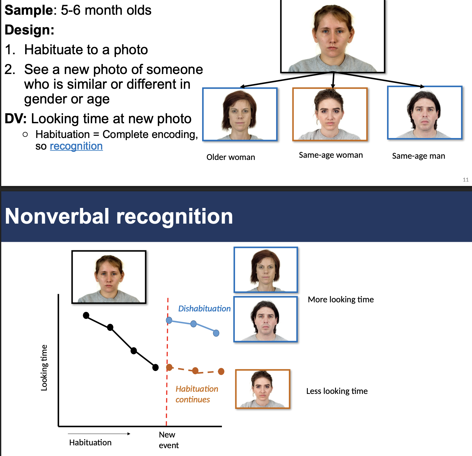 <p>Infants are habituated to one type of face (e.g., same-age woman)</p><p>Then shown new faces:</p><ul><li><p>Longer looking → different category (e.g., man or older woman)</p></li><li><p>Shorter looking → same category (e.g., same-age woman)</p></li></ul><p>This shows they can distinguish categories.</p>