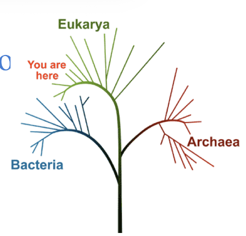 <p>Three superkingdoms/domains</p><ol><li><p>Archae (Ancient bacteria, archaebacteria)</p></li></ol><ul><li><p>Survive and live in extreme environments </p></li></ul><ol start="2"><li><p><mark data-color="yellow" style="background-color: yellow; color: inherit;">Prokaryote (BACTERIA)</mark></p></li></ol><ul><li><p>Less advanced more ancient and primitive</p></li></ul><ol start="3"><li><p>Eukaryote (US)</p></li></ol><ul><li><p>More advanced w/ multiple kingdoms</p></li></ul><p></p>