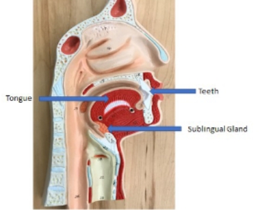 <p>teeth, sublingual gland, tongue</p>