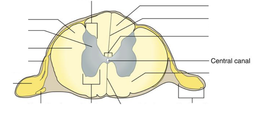 <p><strong>Location: Center of spinal cord; Function: Contains CSF</strong></p>