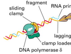 <p>The Beta clamp; a donut-shaped protein that tethers DNA Pol III to DNA. It decreases the polymerase dissociation from DNA, increasing processivity.</p>