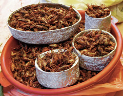 <p>Chapulines</p>