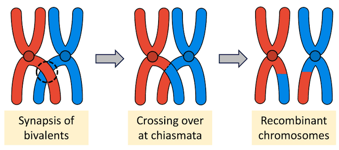 <p><strong>During crossing over, what is the name of the point of contact between non-sister chromatids?</strong></p>