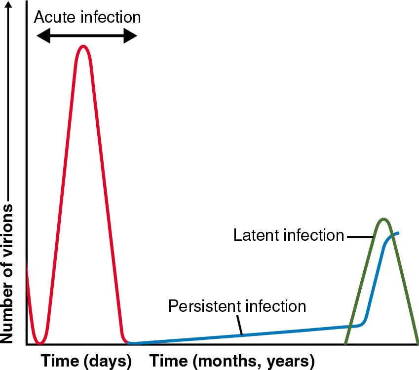 <p><strong>Red curve (Acute infection)</strong> — measured in days. Virions spike fast and high, then drop quickly. This is your typical infection where you get sick, your immune system fights it off, and it's over. Not latent or persistent — just included for comparison.</p><p class="font-claude-response-body break-words whitespace-normal leading-[1.7]"><strong>Green curve (Latent infection)</strong> — measured in months/years. Virion levels are flat/undetectable for a long time (the dormant period), then spike suddenly when a trigger reactivates the virus. That sudden spike is the key visual — it mirrors the acute curve but happens much later.</p><p class="font-claude-response-body break-words whitespace-normal leading-[1.7]"><strong>Blue curve (Persistent infection)</strong> — measured in months/years. Virion levels never fully drop to zero after the initial infection — they slowly and gradually build up over a long period. No sudden spike, just a slow creeping rise.</p>