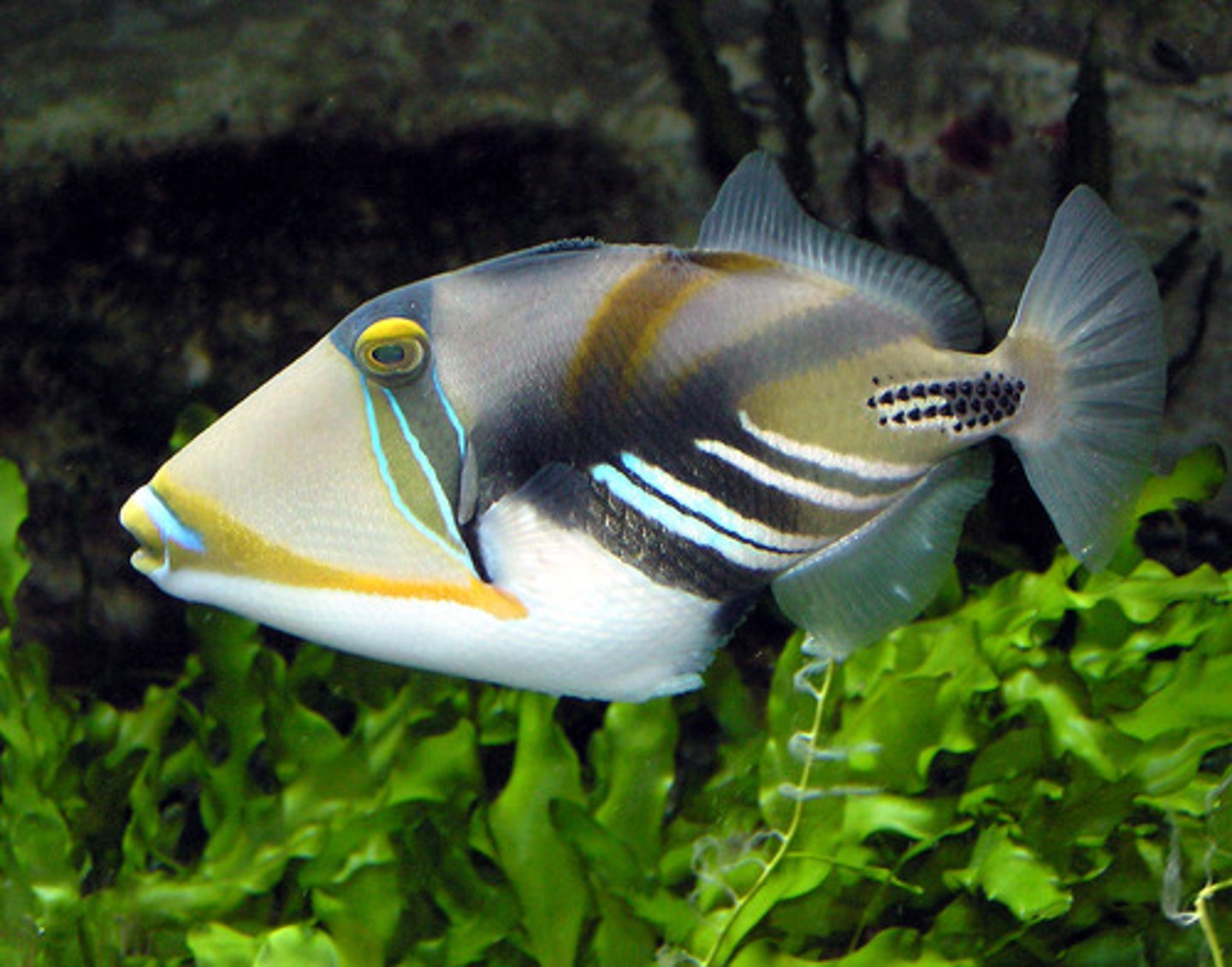 <p>Rhinecanthus aculeatus</p>