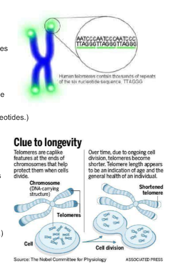 <ul><li><p>Telomeres are found at the end of chromosomes. They are made of repeating sequences of TTAGGG on one strand of DNA (bound to AATCCC on the other strand).</p></li><li><p>Cell division is needed so we can grow new skin, blood, bone and other cells when needed. Each time a cell divides, an average person loses 30 to 200 base pairs from the ends of that cell’s telomeres. (Since DNA pol III can’t add DNA bases from 3’ → 5’, when the RNA primer comes off of the DNA at 5’ → 3’ end, there is no way to “fill in” those nucleotides.)</p></li><li><p>The 3’ end of linear chromosomes are left with an “overhang.” Telomerase adds new DNA to the longer strand of the telomere overhang.</p></li><li><p>In human blood cells, for example, the length of telomeres ranges from 8,000 base pairs at birth to 3,000 base pairs as people age and as low as 1,500 in elderly people. (An entire chromosome has about 150 million base pairs.) Cells normally can divide only about 50 to 70 times, with telomeres getting progressively shorter until the cells become senescent, die or sustain genetic damage that can cause cancer. (Telomeres do not shorten with age in tissues such as heart muscle in which cells do not continually divide.)</p></li><li><p>Without telomeres, the main part of the chromosome - the part containing genes essential for life - would get shorter each time a cell divides. So telomeres allow cells to divide without losing genes. Without telomeres, chromosome ends would degrade the cell’s genetic blueprint, making the cell malfunction, become cancerous or die. </p></li></ul><p></p>
