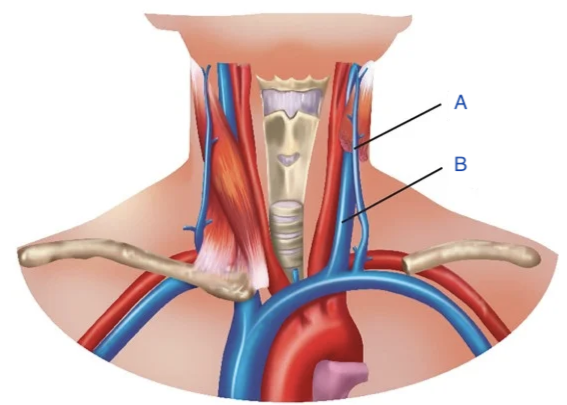 <p>Identify the structure indicated by B</p>