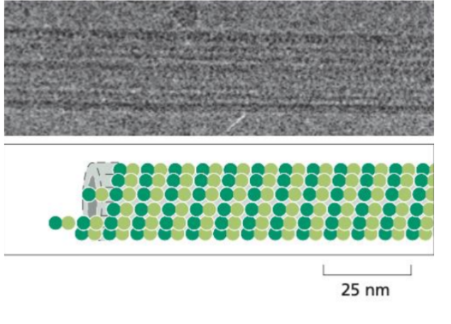 <ul><li><p><span style="background-color: transparent;">The largest filaments (approx 25nm in diameter).</span></p></li><li><p><span style="background-color: transparent;">Are made of tubulin dimers (alpha &amp; beta) that assemble into hollow, rigid cylinders.</span></p></li><li><p><span style="background-color: transparent;">They are polar structures, with a positive and negative end that can grow and shrink dynamically.</span></p></li></ul><p><span style="background-color: transparent;"><u>Location: </u>Found throughout the cytoplasm and often extend outward from centrosomes.</span></p><p><span style="background-color: transparent;"><u>Function:</u> Involved in intracellular transport, organelle positioning, cel division (mitotic spindle) and movement of cilia and flagella.</span></p><p><br></p>