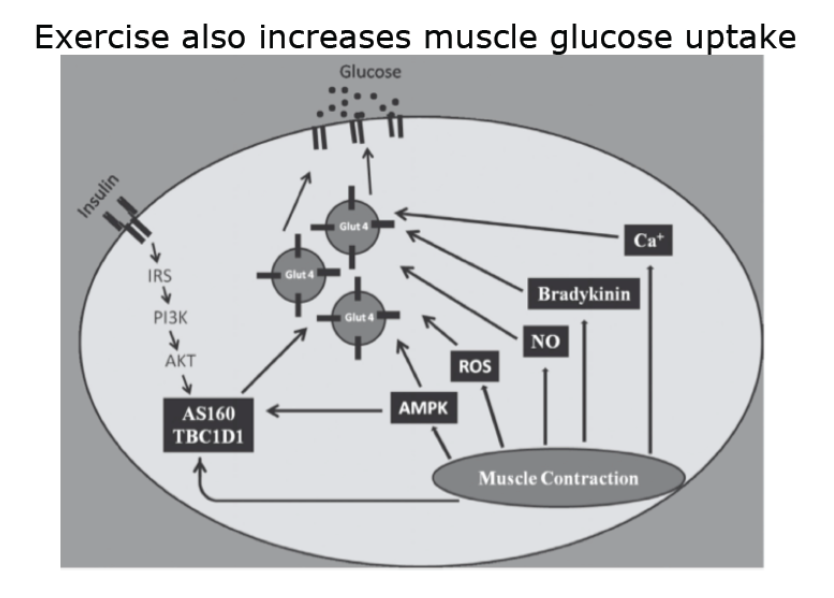 <p>Exercise also increases muscle glucose uptake.</p><p>(Muscle cells exercised intensely also have a 48 hour period of increased insulin sensitivity post workout).</p>